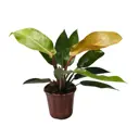 Филодендрон Принц Оф Оранж ø11 h30 см