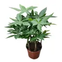 Пахира 4 в 1 ø26 h30 см