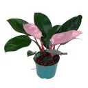 Филодендрон Пинк Конго ø10 h25 см
