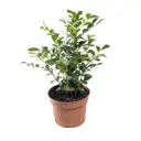 Муррайя ø13 h30 см