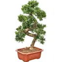 Подокарпус Бонсай ø16 h20 см
