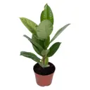 Фикус эластика Шивереана ø9 h25 см