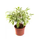 Фикус Дельта ø12 h30 см