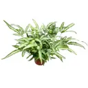 Птерис ø11 h30 см