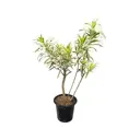 Драцена Рефлекса Анита Вариегата ø10 h35 см