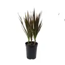 Драцена маргината триколор ø13 h45 см