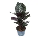 Калатея Сандериана ø10 h30 см