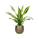 Драцена Фрагранс Берли ø10 h45 см