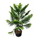 Араукария Каннингема Свит ø17 h50 см