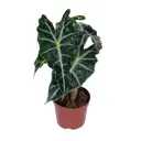Алоказия Полли ø10 h30 см