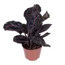 Калатея Розеопикта ø8 h20 см