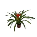 Гузмания Перпл Флеш ø8 h10 см