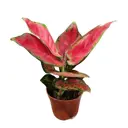 Аглаонема Бьюти ø11 h20 см