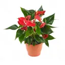 Антуриум Ред Дэнс ø10 h30 см