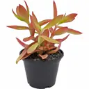 Крассула Кемпфайер ø7 h4 см