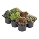 Семпервивум молодило ø11 h6 см