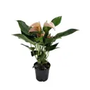 Антуриум Джоли персиковый ø11 h40 см