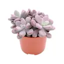 Пахифитум ø15 h10 см