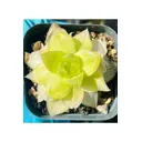 Хавортия Ксанта Голд ø11 h6 см