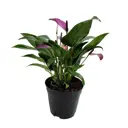 Антуриум Зизу ø11 h30 см