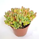 Седум Элис Эванс ø15 h8 см