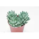 Пахиверия Клавифолия ø17 h25 см