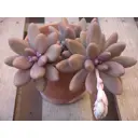 Пахифитум Мачо ø8 h2 см