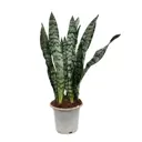 Сансевиерия Зейланика ø14 h40 см