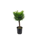 Подокарпус ø16 h70 см