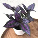 Стробилантес темно-пурпурный ø10 h20 см