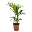 Ховея ø13 h40 см