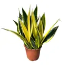 Сансевиерия Голд Флейм ø14 h35 см