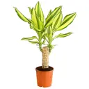Драцена фрагранс Голден Треже ø10 h15 см