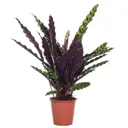 Маранта беложильчатая ø13 h40 см