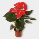 Антуриум Айдахо ø14 h65 см
