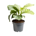 Калатея Белла ø13 h40 см