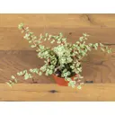 Портулакария ø11 h12 см