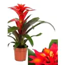 Гузмания Мелон ø11 h30 см