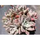 Граптопеталум Парагвайский ø15 h12 см