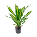 Драцена Фрагранс Берли ø11 h25 см