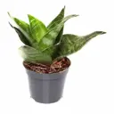 Сансевиерия Микс ø8 h15 см