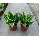 Сансевиерия микс ø11 h20 см