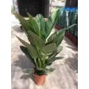 Стрелиция ø15 h55 см