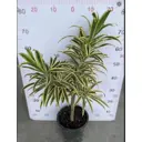 Драцена Рефлекса Индиа ø21 h70 см