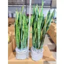 Сансевиерия тигровая ø26 h70 см