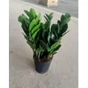 Замиокулькас ø30 h100 см