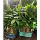 Пахира ø15 h55 см