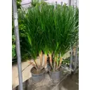 Драцена многоствольная ø30 h140 см