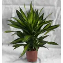 Драцена фрагранс Кукуруза ø32 h70 см
