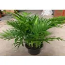 Пальма Ховея ø14 h40 см